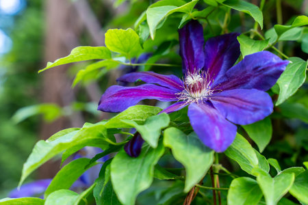 Vibrant purple clematis flower blooming among green leaves in garden, with soft depth of field and natural lightの写真素材