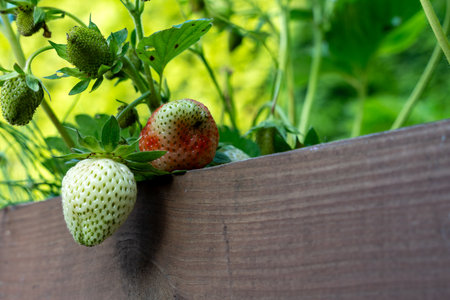 Close-up of unripe white and red strawberries hanging over the wooden edge of a raised garden bed in natural daylight, symbolizing organic growth and summer production. Copy space.の写真素材