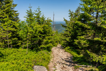 Rocky hiking trail through dense mountain spruce forest under clear summer skyの写真素材