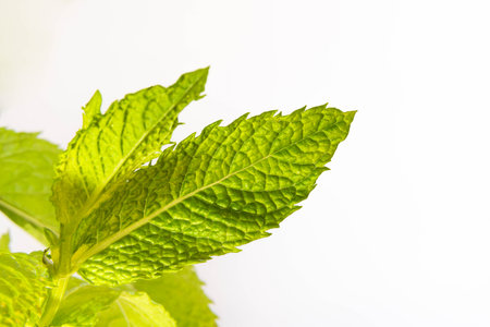 Fresh green mint leaves against white background, close-up botanical photo in clean light,...