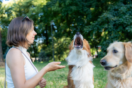 Woman feeding treat to dog in park while another dog watches, showcasing obedience and companionshipの写真素材