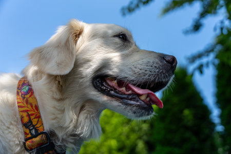 Side profile of golden retriever with tongue out, bright blue sky and trees in background, outdoor pet lifestyleの写真素材