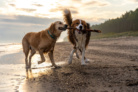 Two wet dogs carrying one stick on wet sand at beach during golden sunset, playful and cooperative momentの写真素材