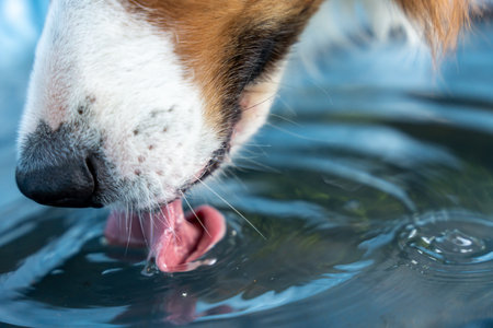 Extreme close-up of dog tongue catching water mid-drink, clear liquid surface with playful reflection and movementの写真素材