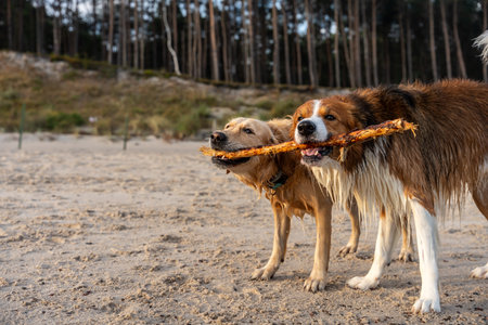 Dogs standing on beach side by side with stick in mouths, sharing during golden sunset lightの写真素材