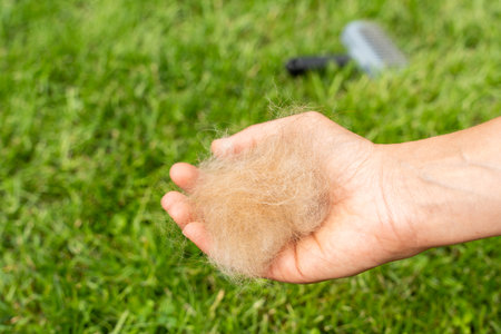 Hand Holding A Clump Of Dog Fur After Grooming On Green Grass Outdoors For Pet Care And Shedding Controlの写真素材