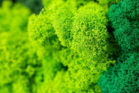 Close Up Of Green Moss Texture In Natureの写真素材