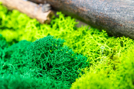 Green Moss And Lichen Growing On Forest Ground With Branchの写真素材