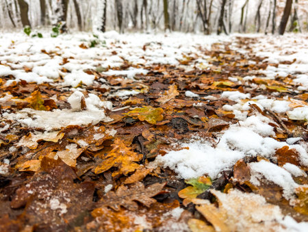 Forest Path Covered With Autumn Leaves And Fresh Snow Showing Seasonal Transition Between Fall And Winter Nature Backgroundの写真素材