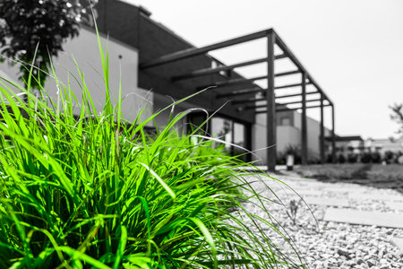 Bright Green Ornamental Grass In Modern House Garden With Pergola In Background, Selective Color Urban Landscape Designの写真素材