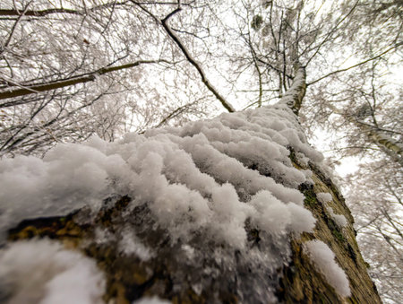 Snow Covered Tree Trunk Viewed From Below In Winter Forest With Frosty Bark Texture And Dramatic Upward Nature Perspective Backgroundの写真素材