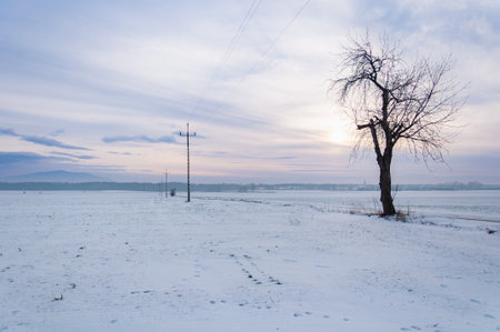 Snow Covered Field With Lone Tree And Power Lines Under Soft Winter Sky. Hill In The Distance.の写真素材
