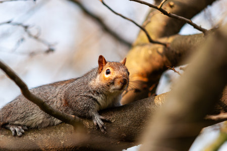 Squirrel Resting On Tree Branch In Warm Light For Wildlife And Nature Photographyの写真素材