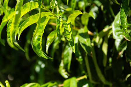 Close-up of vibrant green peach tree leaves (Prunus persica) illuminated by sunlight. Glossy shape,...