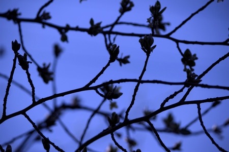 silhouette of branches look like wire fence