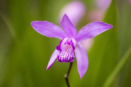 beautiful purple orchid blooming in the gardenの写真素材