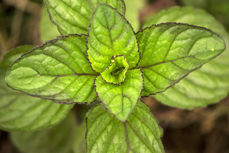 Eau de cologne mint grow in the garden Eau de cologne mint grow in the garden