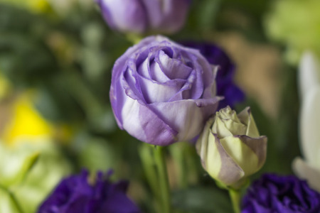 purple Texas bluebell flower in the bouquetの写真素材