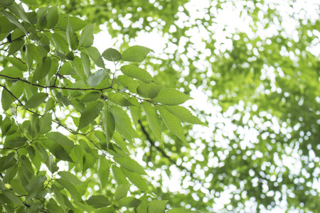 Looking up tree leaves from under themの写真素材