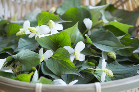 Harvest of dokudami herb plant in a basketの写真素材