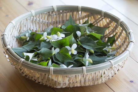 Harvest of dokudami herb plant in a basketの写真素材