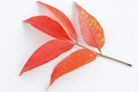 Red autumn falling leaves on white background