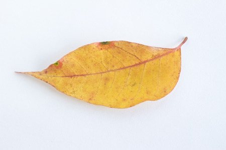 Yellow falling leaf on the white backgroundの写真素材