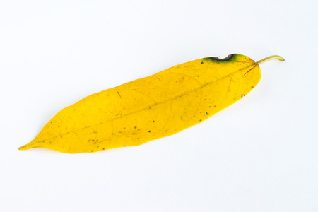 Yellow falling leaf on the white backgroundの写真素材