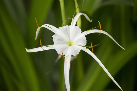 White lily like flower has long skinny petals, Spider lilyの写真素材