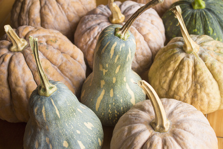Different kind of orange and green pumpkins
