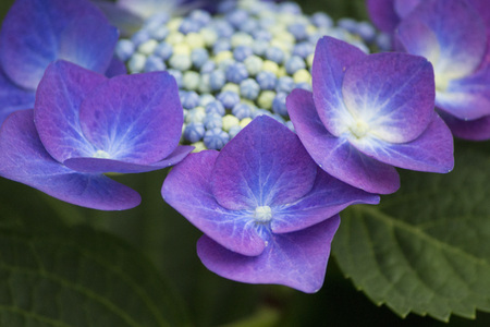 Closeup photo of purple and white hydrangea in summer during rainy season