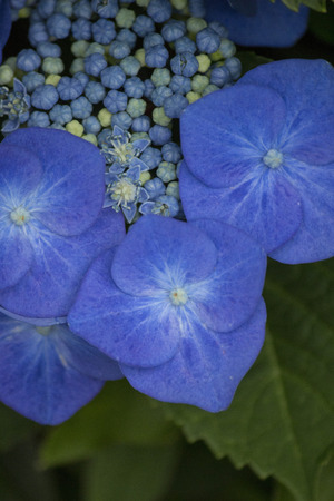 Closeup photo of blue lacecap hydrangea flowers in summer
