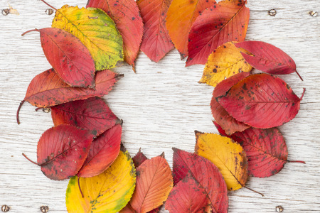 Circle frame made of red fall leaves on a painted white wooden boardの写真素材