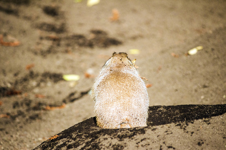 A prairie dog showing it's backの写真素材