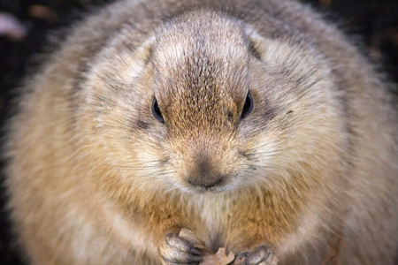 A prairie dog eating fallen leaf at a zooの写真素材