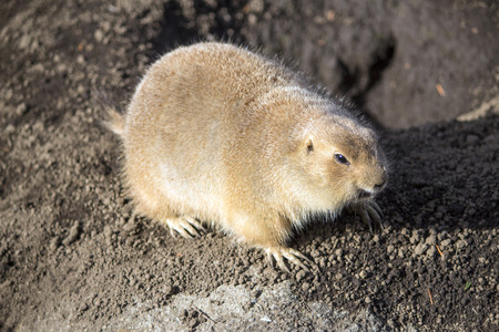 A prairie dog at a zoo