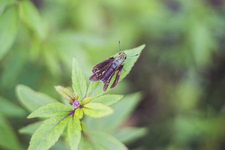 A moth resting on a green leaf in the natureの写真素材