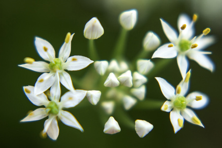 Blooming white chive flower in the gardenの写真素材