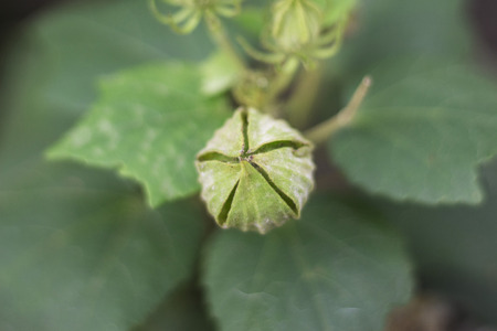 Seed of cotton rose at a gardenの写真素材