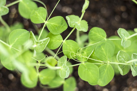 Snow pea sprouts growing at a vegetable gardenの写真素材