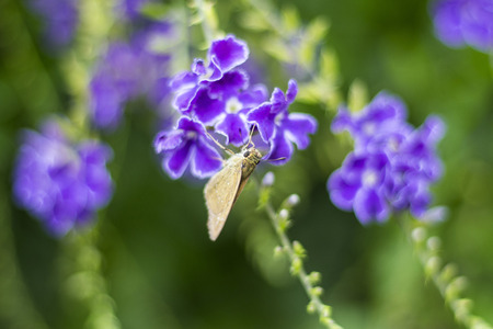 White fringed purple flower and a mothの写真素材