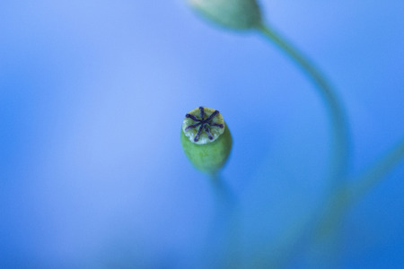 Poppy seed and a bud in blue background / soft focusの写真素材