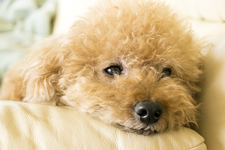 Cute toy poodle lying on the couch relaxingの写真素材