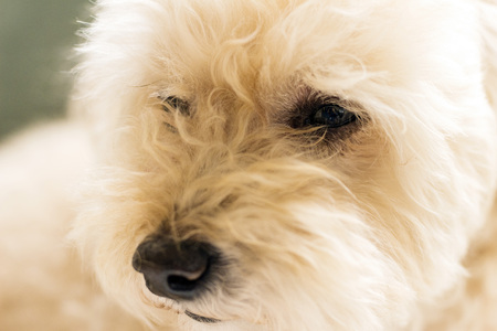 Close up photo of cute toy poodleの写真素材
