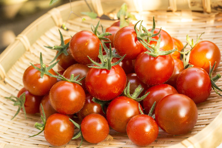 Cherry tomato harvest in a bamboo basket at vegetable gardenの写真素材