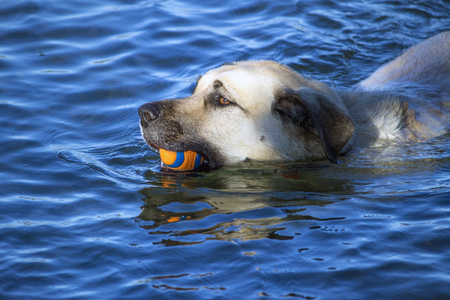Dog swimming in the river carrying a ballの写真素材