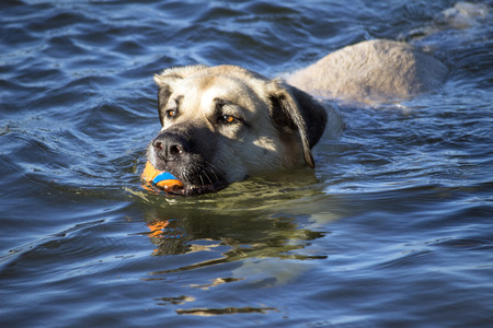 Dog swimming in the river carrying a ballの写真素材