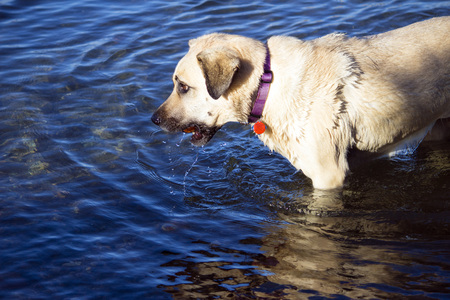 Dog carrying ball standing in the river