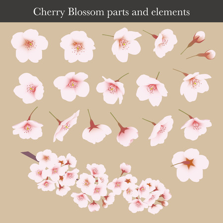 Cherry blossom, Cherry flower, parts and graphic elements, illustrationのイラスト素材
