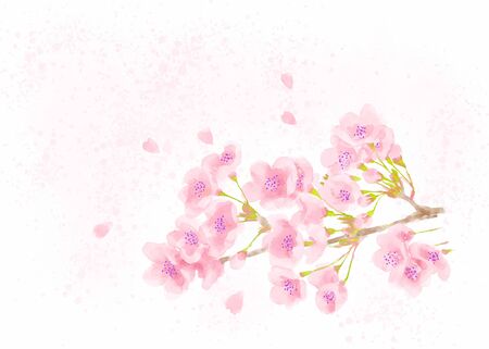 Cherry blossom watercolor illustration on splattering backgroundのイラスト素材